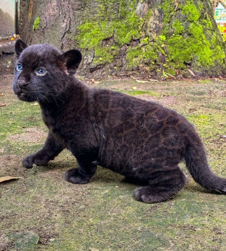 È nato Romelu! Un raro giaguaro nero allo zoo di Napoli in onore di Lukaku